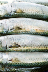 Atlantic mackerel