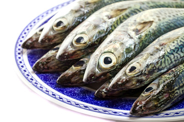 Atlantic mackerel