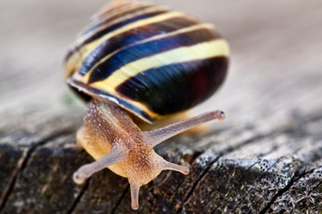 Schnecke