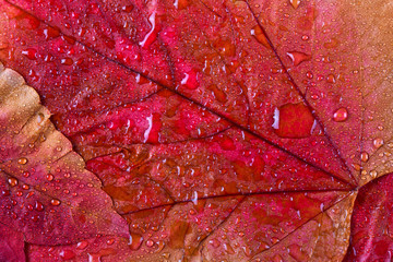 Fototapeta premium Herbst