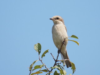 Red backed Shrike, lanius colluri