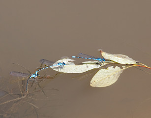blue damselfly