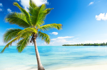 Obraz na płótnie Canvas palmy i morze