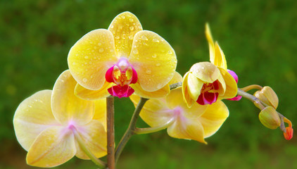 Orchidee © Swetlana Wall