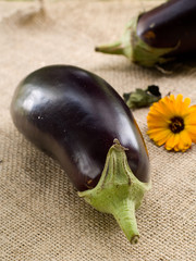 eggplant