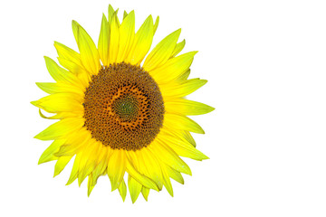 Sonnenblume freigestellt