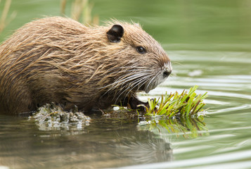 Nutria swimming