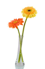 Orange and yellow  daisy-gerbera
