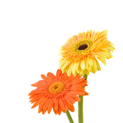 Orange and yellow  daisy-gerbera