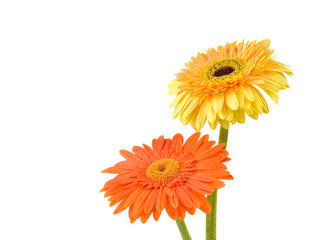 Orange and yellow  daisy-gerbera