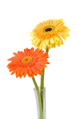 Orange and yellow  daisy-gerbera