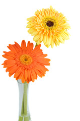 Orange and yellow  daisy-gerbera