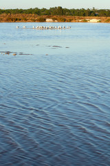 seagulls at nature park