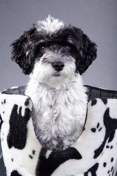 Hund Schwarz Weiß aufmerksam im Körbchen Porträt