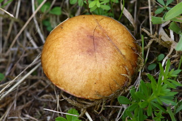 Brauner Pilz auf einer Wiese