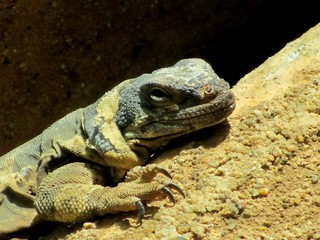 lézard