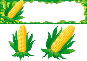 Two isolated corns and web banner for thanksgiving