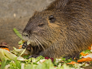 Biberratte beim Fressen