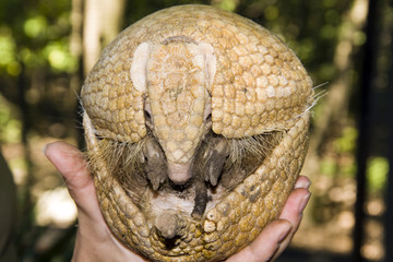 Southern Three-banded Armadillo
