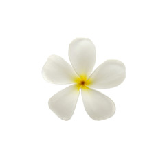 Fototapeta na wymiar Tropical flowers frangipani (plumeria) isolated on white