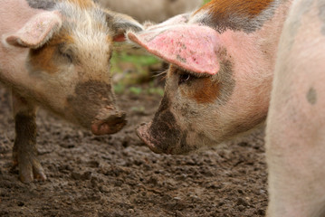 Pigs in mud