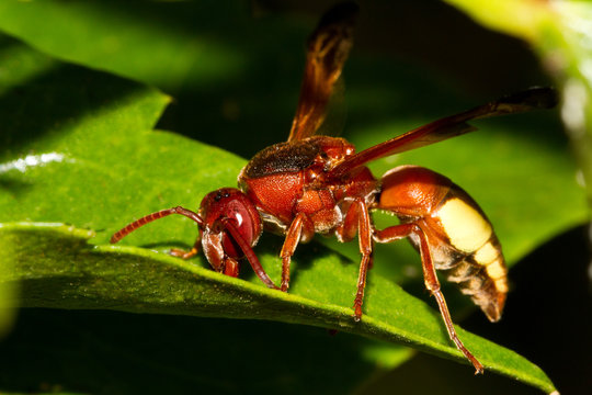 hornet wasp