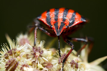 Graphosoma lineatum