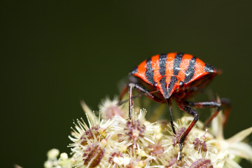 Graphosoma lineatum
