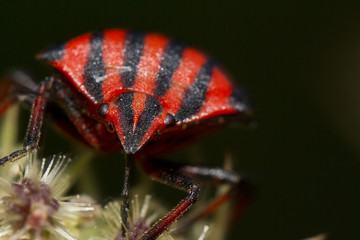 Graphosoma lineatum