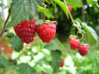 the red raspberry is ripe, it’s so useful and very tasty