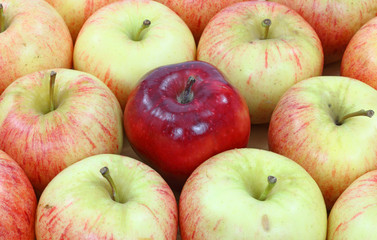 Gala and red delicious apples