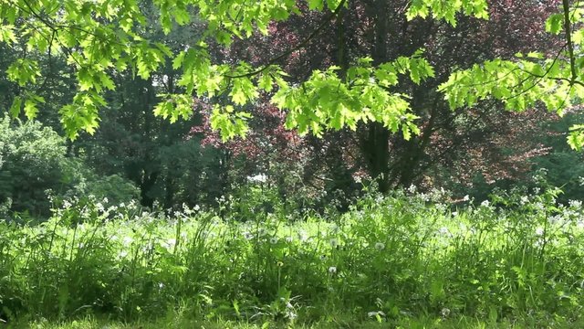 landschaft