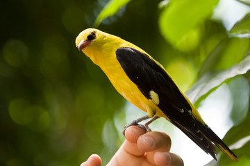 Golden oriole sitting on a hand - 34730324