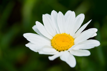 Fototapeta premium Daisy like flower on green background