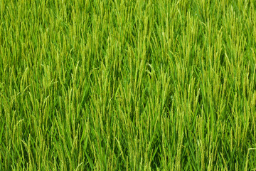 farm[paddy_field]_16