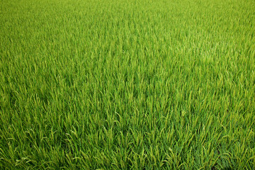 farm[paddy_field]_18