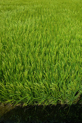 farm[paddy_field]_43