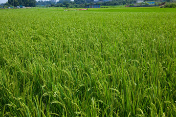farm[paddy_field]_55