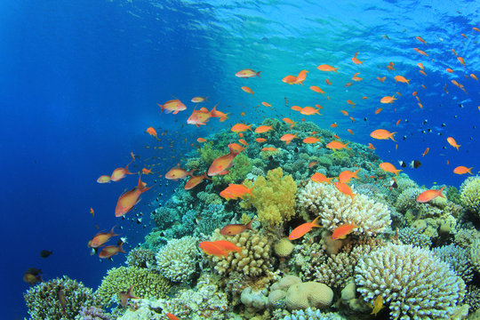 Beautiful Coral Reef at the Blue Hole, Red Sea