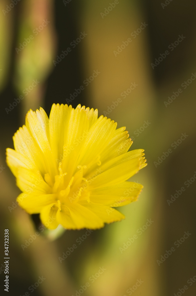 Wall mural yellow flower