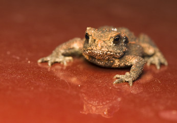 Toad