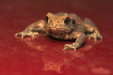 Toad