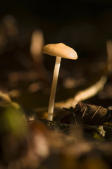 Mycena