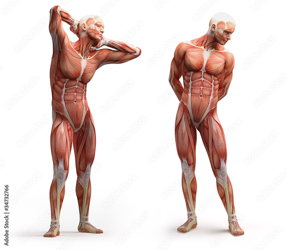 Wall mural anatomy, muscles