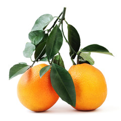 orange twig with green leaf