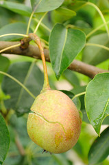 Cracked Pear on Tree Branch