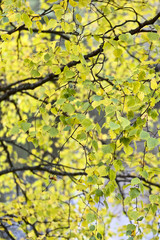 Yellow birch leaves