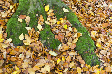 Moss covered tree roots