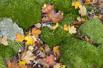 Pile of stone with lichen