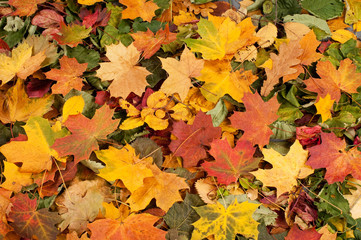 A colorful background image of fallen Autumn leaves